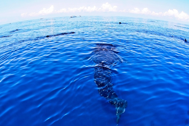 Tiburon ballena en el caribe